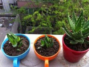 种芦荟用什么土