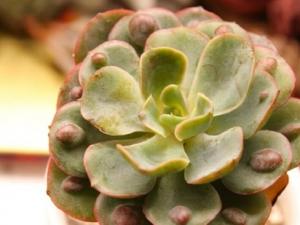 关于多肉植物雨滴的资料：简单介绍多肉与雨滴的相关信息
