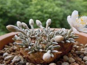 白花韧锦的浇水方法
