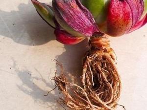 多肉要如何发根：使用河沙种植