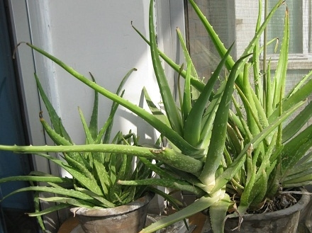 芦荟的养殖方法（心得篇）