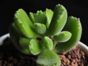 熊童子绿色叶片上密布白色绒毛，外形很像熊掌