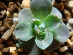 多肉植物如何防治介壳虫（温室篇）：以防为主,以杀为辅