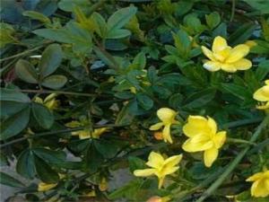 迎春花在养殖时要保持10～25℃适宜温度