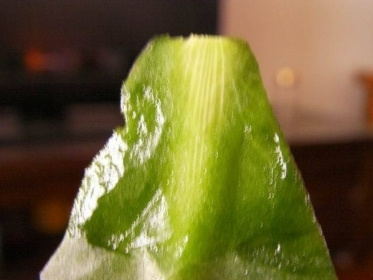 接穗