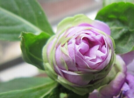 �軨���ɵ���ֳ����