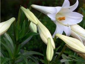 百合花蕾没开花就掉的原因和解决方法