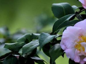 山茶花花语 内心如天使般干净纯洁