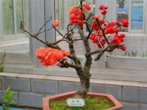 家里养海棠花吉利吗，海棠花为什么不吉利