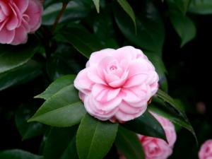 山茶花原届亚热带高山生长的花卉，性喜温暖、湿润、凉爽、通风的气候