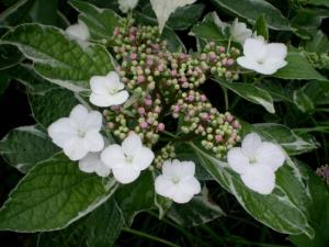 养护银边八仙花有哪些要点