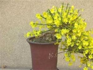 迎春花怎么浇水 迎春花喜欢湿润的生长环境