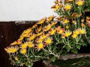 菊花家庭摆放有哪些讲究 宜摆放阳气处