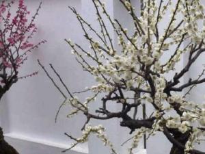 梅花是在冬春季节的2～3月开花