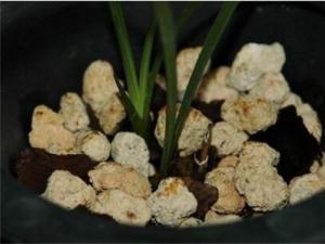 兰花捂老头繁殖的方法 兰花的沙盆捂老头法比较简单