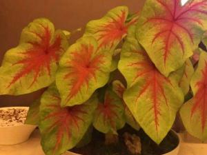花叶芋的养殖方法