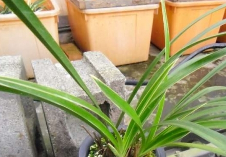 兰花施肥 