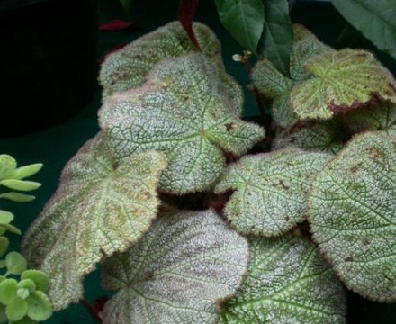 蟆叶海棠 蟆叶海棠