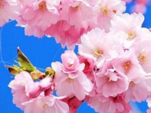 樱花什么时候盛开 樱花一般在春季4月盛开