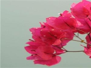三角梅开花有什么寓意