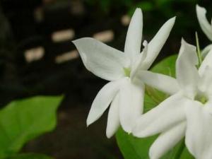 茉莉花怎样修剪