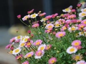 玛格丽特花的养殖方法：喜凉爽、湿润的环境