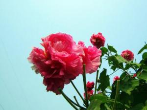 芙蓉花贫瘠的土地上都可以正常生长