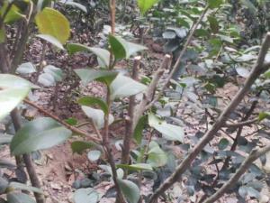 开花后的山茶花应怎样养护