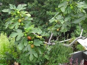 阳台无花果的种植要点