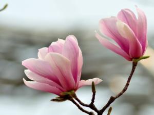 玉兰花的花期：花期长,花开芳香清新