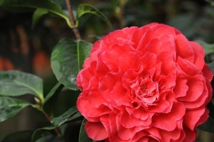 �軨���ɵ���ֳ����