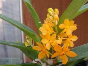 斑舌兰烂根怎么办，4个步骤使其恢复生机