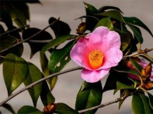 如何使山茶花在元旦开花，光照控温并修剪养护
