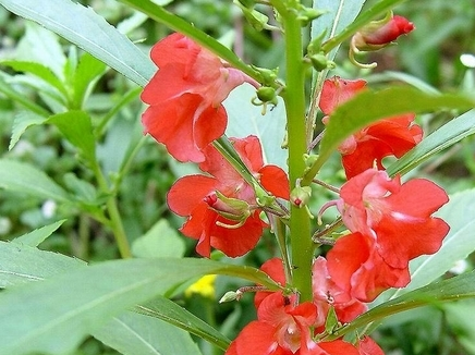 凤仙花