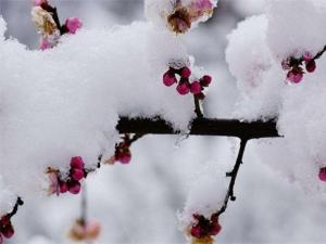 梅花寓意是什么，坚贞/不屈/傲骨/相思