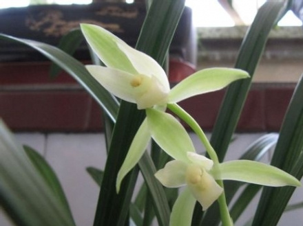 北方室内绽放的兰花 北方室内绽放的兰花