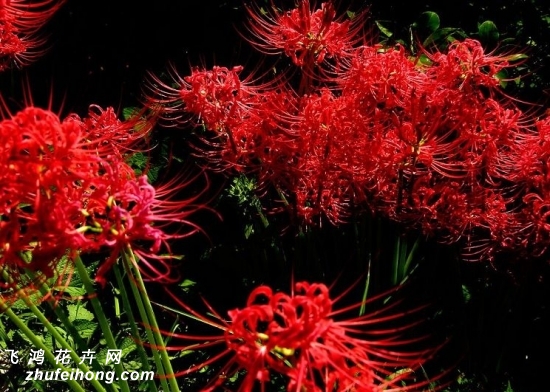 曼珠沙华花语