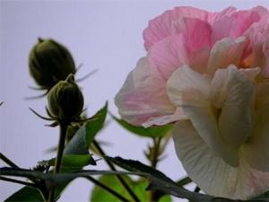 芙蓉花语 高尚纯洁、纤细之美、贞操、早熟