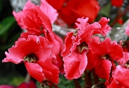 仙客来图片 仙客来图片