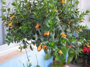 怎样科学栽培吊盆金鱼花 夏季可作为观叶植物点缀居室