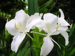 栽培姜花有哪些要点