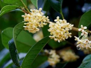 桂花树的栽培技术：喜阳光、好温暖、耐高温、不耐寒