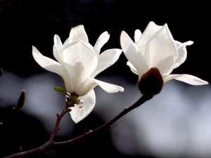 怎样提高玉兰花嫁接的成活率