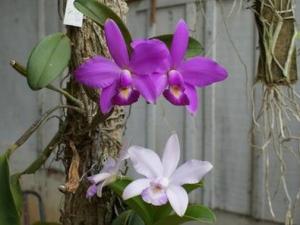 可以把几种不同花期、花色的兰花合栽吗