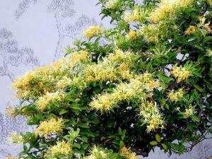 金银花冬天怕冻吗