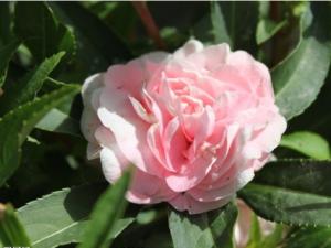 �軨���ɵ���ֳ�������ʺϴ��첥�ֵĻ�