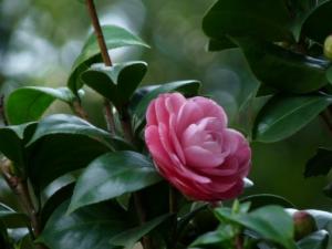 茶花开花后该如何处理呢？