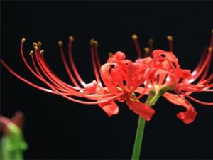 �˰�������