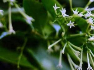 夜来香夏秋两季开花