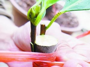 怎样科学繁殖茶花